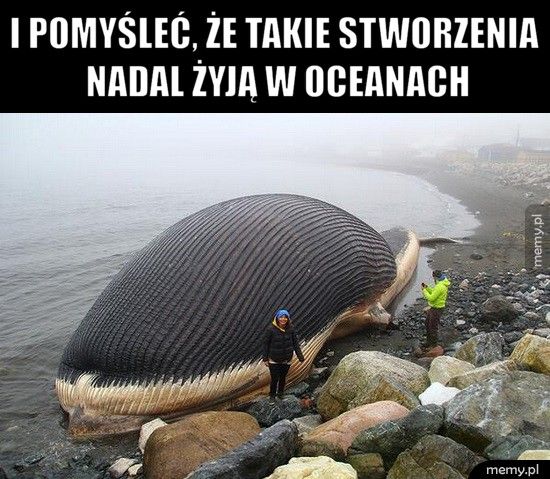 I pomyśleć, że takie stworzenia nadal żyją w oceanach   