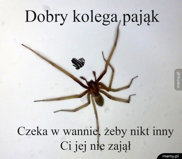 Dobry kolega pająk
