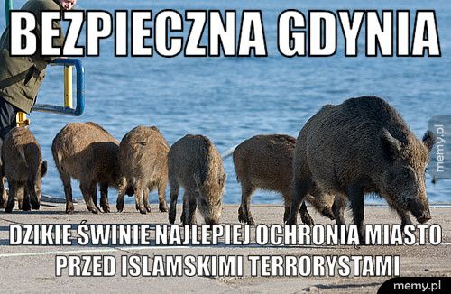 Bezpieczna Gdynia Dzikie świnie najlepiej ochronią miasto przed islamskimi terrory