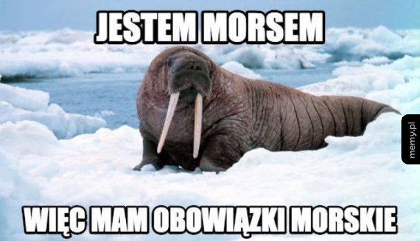 Morseł