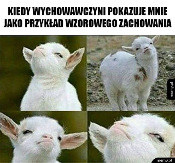 Jestem wzorowym uczniem