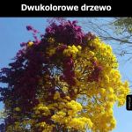 Rzadko spotykane drzewko