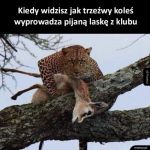 Powodzenia