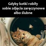 Słodkie kotki