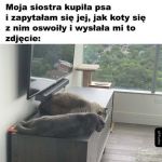 Oswajają się