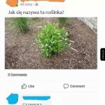 Dziwna odmiana