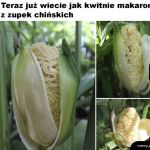 A więc to tak