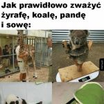 Ważenie zwierzaczków