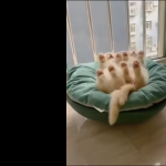 Synchronizacja