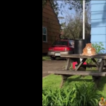 Największy kot świata