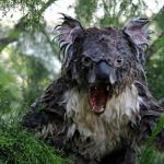 Mokry koala. Teraz widziałem już wszystko.