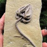 Ta skamielina liliowca ma 345 milion&oacute;w lat