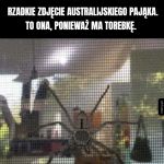 Pajęczyca z torebką