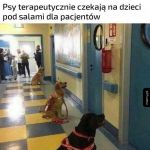 Psy terapeutyczne