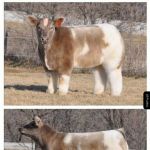 Umyta, wystrzyżona i wyczesana