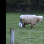 Kidy ktoś wchodzi Ci na głowę