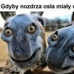 Nozdrza osła