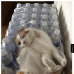 Nie śmiej człowiek, pom&oacute;ż