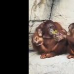 Sam sobie przynieś żarcie