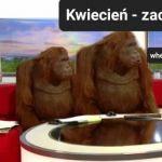 Kwiecień plecień
