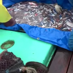 Rybacy złapali obcego