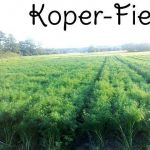 Koper-Field