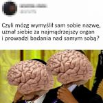 Rozkmina o m&oacute;zgu