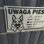 Pies i jego statystyka