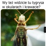 Oryginalny wzór