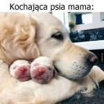 Kochająca psia mama