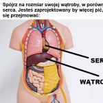 Serce i wątroba