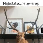 Majestatyczne zwierzę