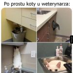 Koty u weterynarza