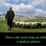 sheepeople ... egzystencję nazywają życiem