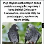 A gdzie wolność słowa dla papug