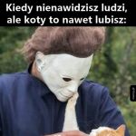 Kotek