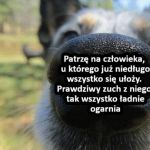 Zuch z ciebie