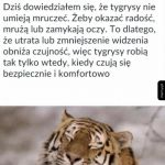 Tygrys też ma uczucia