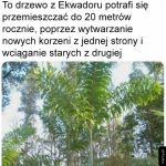 Wędrujące drzewa