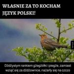 Piękny i soczysty