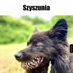 Pies ponurego żniwiarza