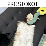 Prosty kot
