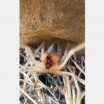 Wyobraźcie sobie takiego potwora wielkości kota