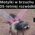 Tak to się prezentuje