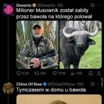 Tymczasem w domu bawoła