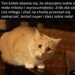 Nie obawiaj się kotku
