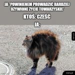 Towarzyski