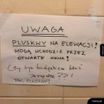 Pluskwy