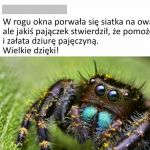 Miły pająk