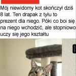 Dzielny kotek